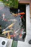 The koi pond of ZOOM 1  23 