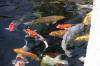 The koi pond of ZOOM 2  54 