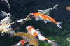 The koi pond of ZOOM 2  53 