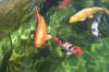 The koi pond of ZOOM 2  36 