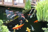 The koi pond of ZOOM 2  13 