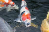 The koi pond of ZOOM 3  44 