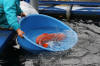 The pond of Takigawa San - Le bassin  koi de Takigawa San the pics  44 