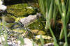 bassin a Ko dans un jardin Alsace 2007 - 3  27 