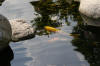 bassin a Ko dans un jardin Alsace 2007 - 4  23 