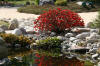 bassin a Ko dans un jardin Alsace 2007 - 5  40 