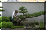 Bassin a ko et jardin Japonais Richert 1 - suite 2  29 