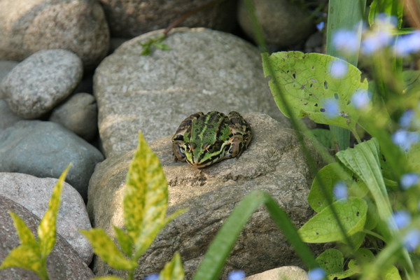 Aquamarathon alsacien le bassin de jardin de Severine  2 