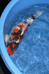 Danny's koi caf Hunting 2009 : Hiroi koi farm page 2  20 