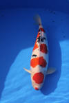 Danny's koi caf Hunting 2009 : Dainichi grand champion Niiagata Nogosai  14 