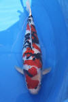 Danny's koi caf Hunting 2009 : Dainichi grand champion Niiagata Nogosai  15 