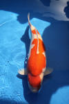 Danny's koi caf Hunting 2009 : Dainichi grand champion Niiagata Nogosai  31 