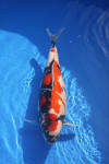 Danny's koi caf Hunting 2009 : Dainichi grand champion Niiagata Nogosai  32 