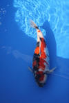 Danny's koi caf Hunting 2009 : Dainichi grand champion Niiagata Nogosai  33 