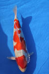 Danny's koi caf Hunting 2009 : Dainichi grand champion Niiagata Nogosai  39 