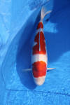 Danny's koi caf Hunting 2009 : Dainichi grand champion Niiagata Nogosai  44 