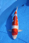 Danny's koi caf Hunting 2009 : Dainichi grand champion Niiagata Nogosai  46 