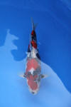 Danny's koi caf Hunting 2009 : Dainichi grand champion Niiagata Nogosai  49 