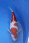 Danny's koi caf Hunting 2009 : Dainichi grand champion Niiagata Nogosai  56 