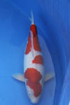 Danny's koi caf Hunting 2009 : Dainichi grand champion Niiagata Nogosai  55 