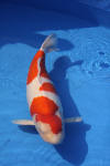 Danny's koi caf Hunting 2009 : Dainichi grand champion Niiagata Nogosai  54 