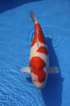 Danny's koi caf Hunting 2009 : Dainichi grand champion Niiagata Nogosai  51 