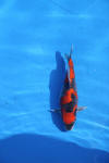 Danny's koi caf Hunting 2009 : Dainichi grand champion Niiagata Nogosai  61 