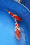 Danny's koi caf Hunting 2009 : SFF Grand Champion Rinyukai koishow Tokyo 2009  10 