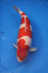 Danny's koi caf Hunting 2009 : SFF Grand Champion Rinyukai koishow Tokyo 2009  35 