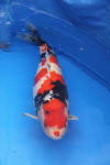 Danny's koi caf Hunting 2009 : SFF Grand Champion Rinyukai koishow Tokyo 2009  46 