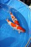 Danny's koi caf Hunting 2009 : SFF Grand Champion Rinyukai koishow Tokyo 2009  68 