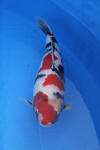 Danny's koi caf Hunting 2009 : SFF Grand Champion Rinyukai koishow Tokyo 2009  84 