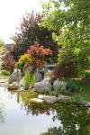 Un bassin et jardin exemplaire 2  23 