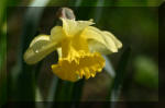 Le bassin de jardin d'Aquatechnobel de jour 3  30 