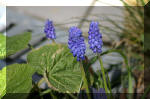 Le bassin de jardin d'Aquatechnobel de jour 3  23 