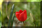 Le bassin de jardin d'Aquatechnobel de jour 3  7 