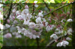 Le bassin de jardin d'Aquatechnobel de jour 4  51 