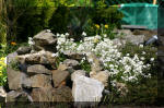 Le bassin de jardin d'Aquatechnobel de jour 4  37 