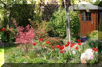 Le bassin de jardin d'Aquatechnobel de jour 4  10 