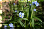 Le bassin de jardin d'Aquatechnobel de jour 4  7 