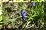 Le bassin de jardin d'Aquatechnobel de jour 5  41 