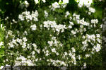 Le bassin de jardin d'Aquatechnobel de jour 5  40 