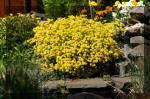 Le bassin de jardin d'Aquatechnobel de jour 5  36 