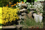 Le bassin de jardin d'Aquatechnobel de jour 5  35 