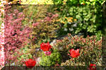 Le bassin de jardin d'Aquatechnobel de jour 5  32 