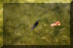 Le bassin de jardin d'Aquatechnobel de jour 5  22 