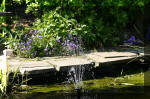 Le bassin de jardin d'Aquatechnobel de jour 5  18 