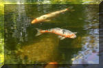 Le bassin de jardin d'Aquatechnobel de jour 5  14 