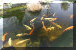 Le bassin de jardin d'Aquatechnobel de jour 6  7 