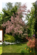 Le bassin de jardin d'Aquatechnobel de jour 6  45 